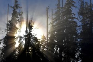The Clayoquot Sound is special to Hesquiaht First Nation, is a protector of the planet. temperate rainforests like Maquinna Provincial Park are vital in mitigating climate change as scientists share.  abundant plant life absorbs & house carbon dioxide. 